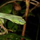 Image de Trimeresurus sumatranus (Raffles 1822)