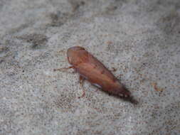 Image of Privet Leafhopper