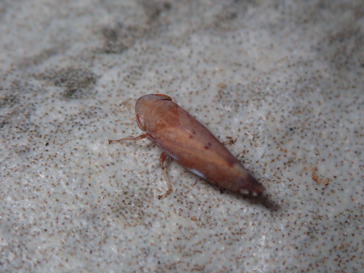 Image of Privet Leafhopper