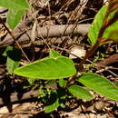 Image of Pomaderris prunifolia A. Cunn. ex Fenzl