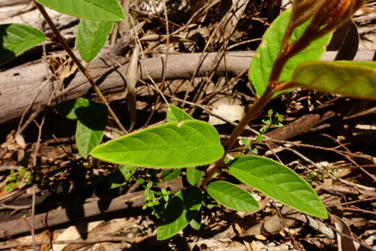 Imagem de Pomaderris prunifolia A. Cunn. ex Fenzl