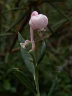 Image of bog rosemary