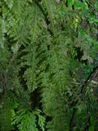 Image of winged bristle fern