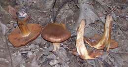 Image of Cortinarius orellanus Fr. 1838