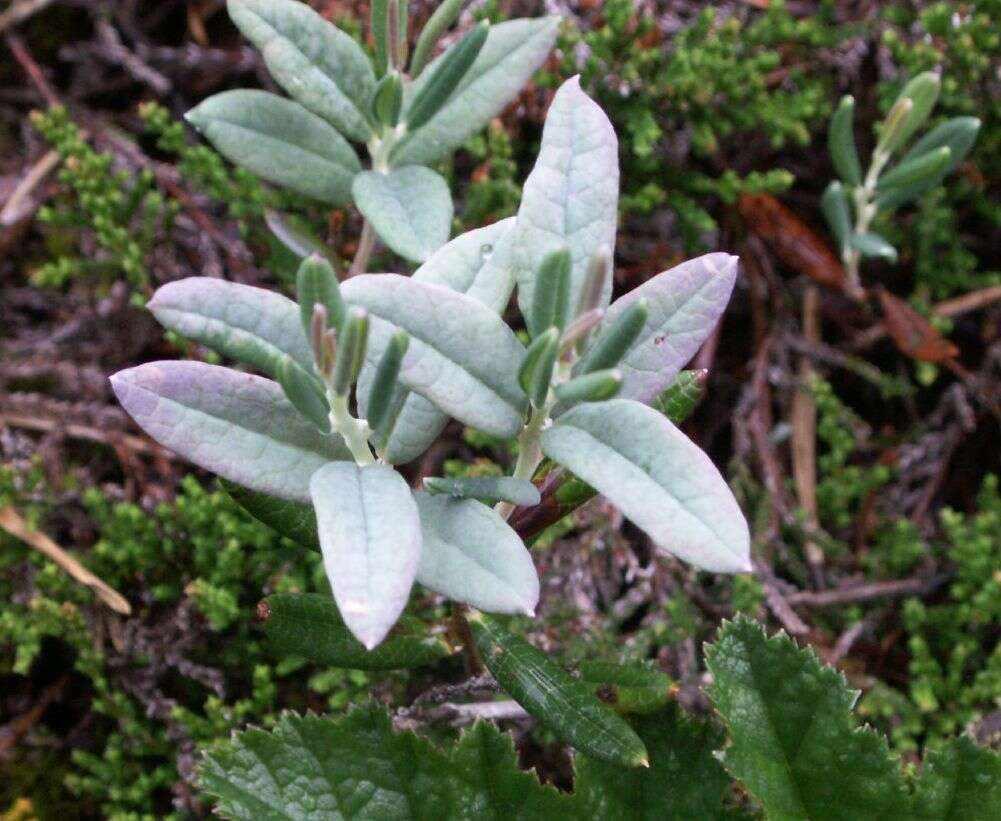 Image of bog rosemary