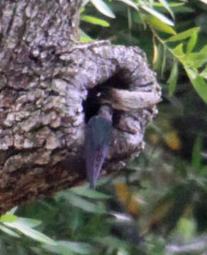 Image of Violet-green Swallow