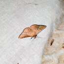 Image of Sapodilla Borer Moth