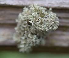 Image of ring lichen