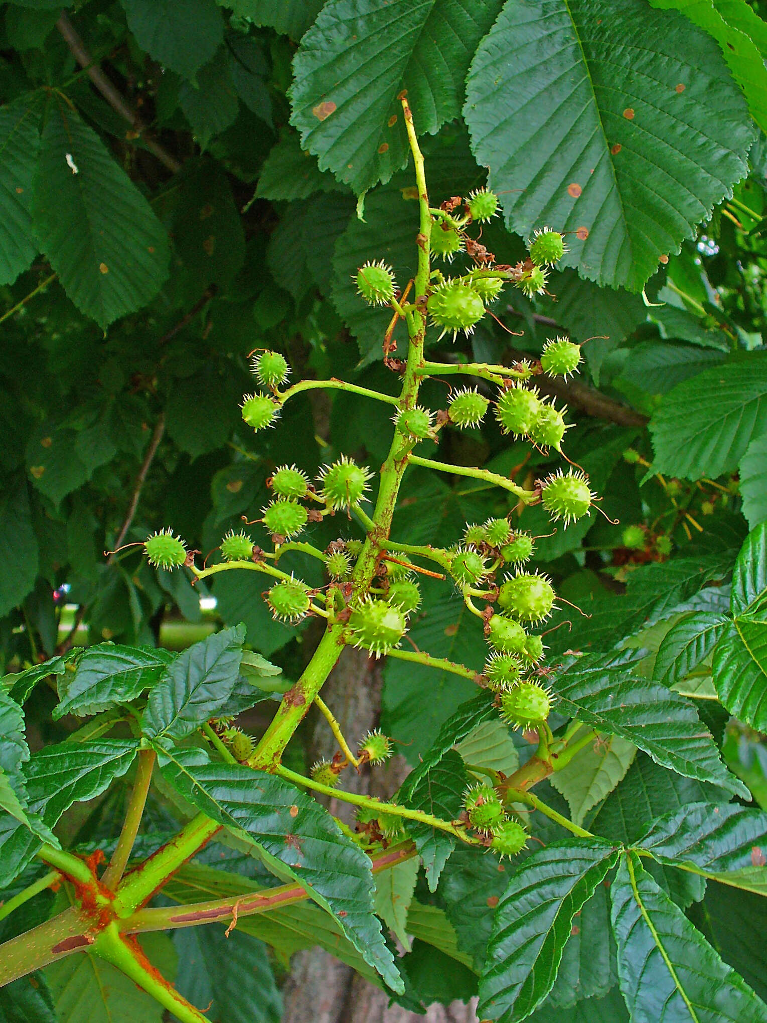 Image of European horse chestnut