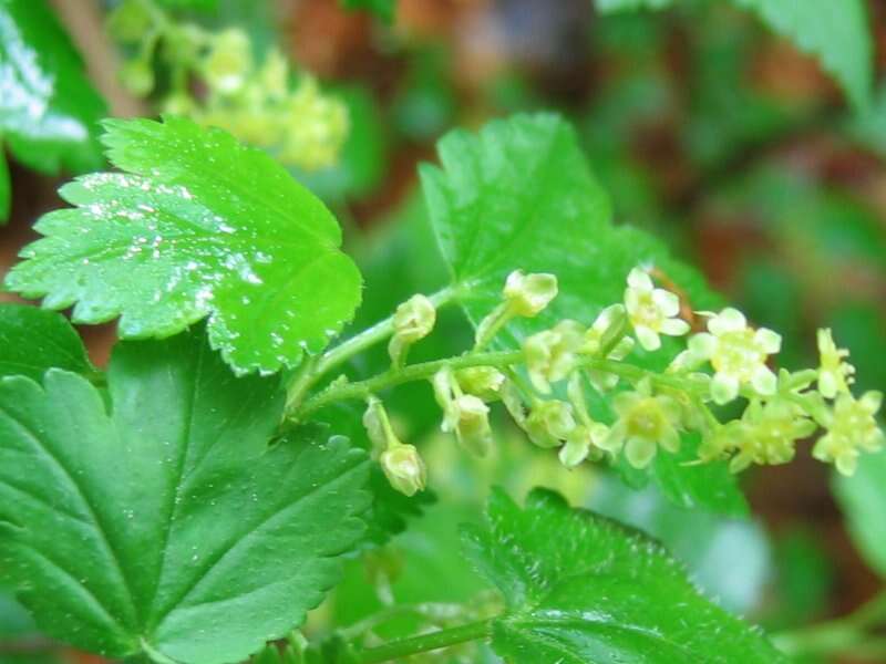 Image of Mountain Currant