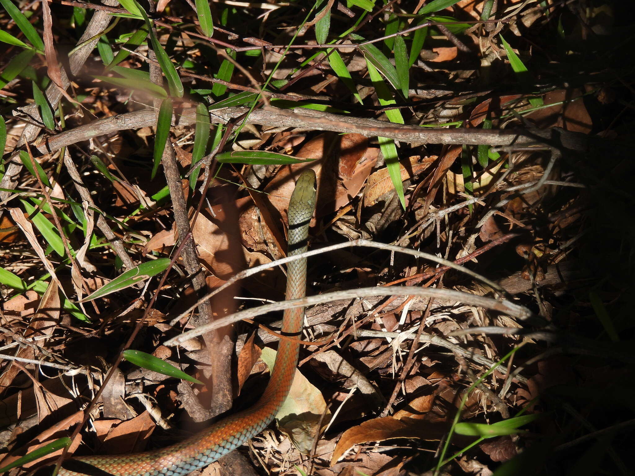 Image of Yellow-Faced Whip Snake