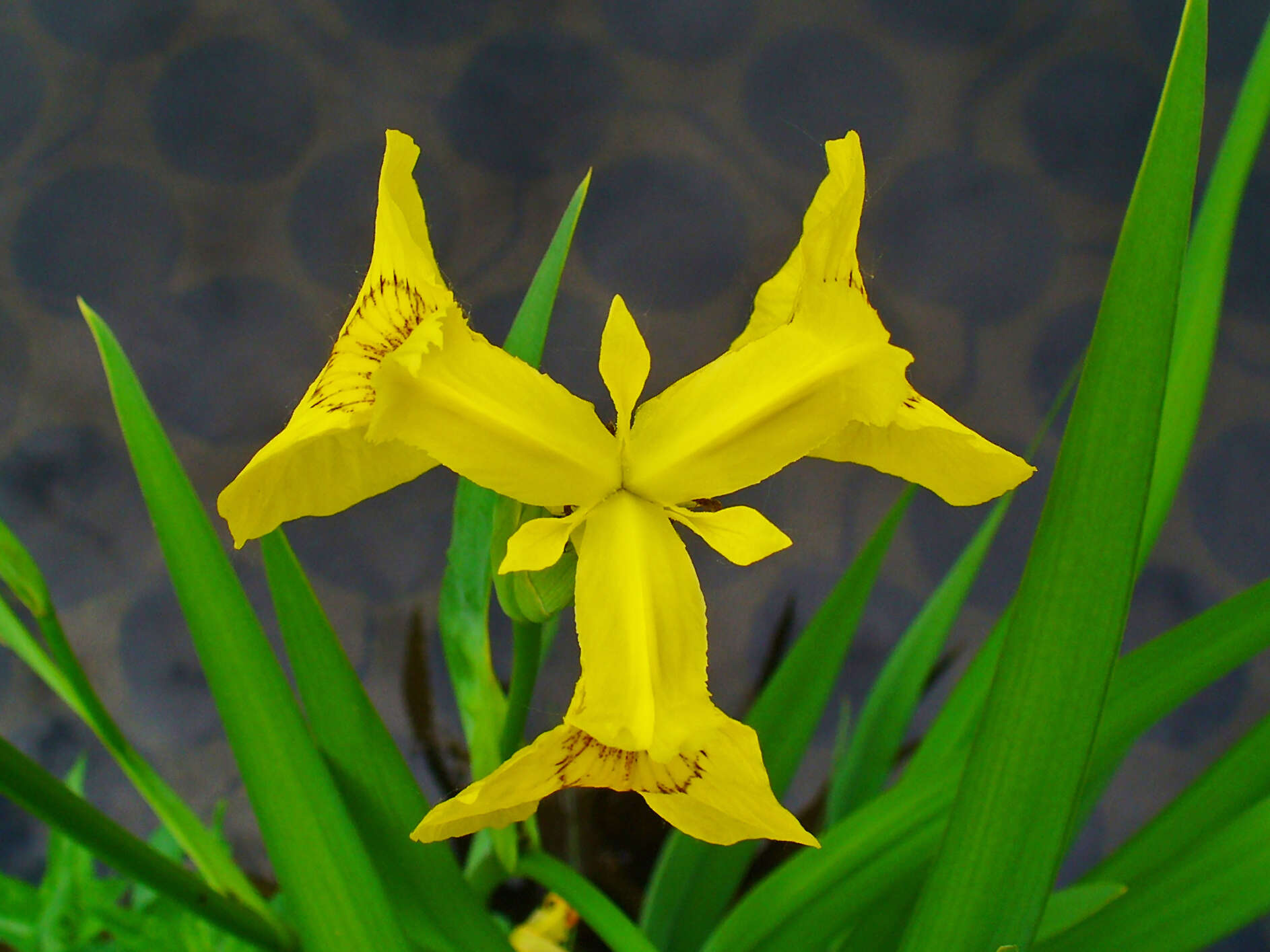 Image of yellow flag, yellow iris