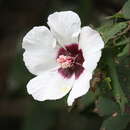 Plancia ëd Hibiscus platanifolius (Willd.) Sweet