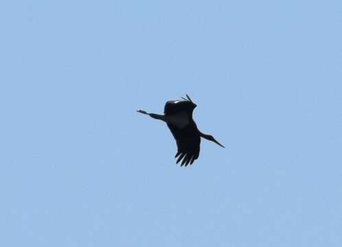 Image of Black Stork