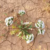 Imagem de Limonium thouinii (Viv.) O. Kuntze