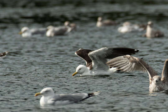 Image of lesser black-backed gull