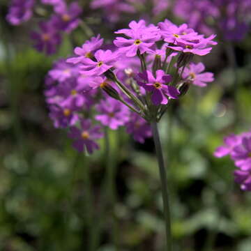 Plancia ëd Primula farinosa L.