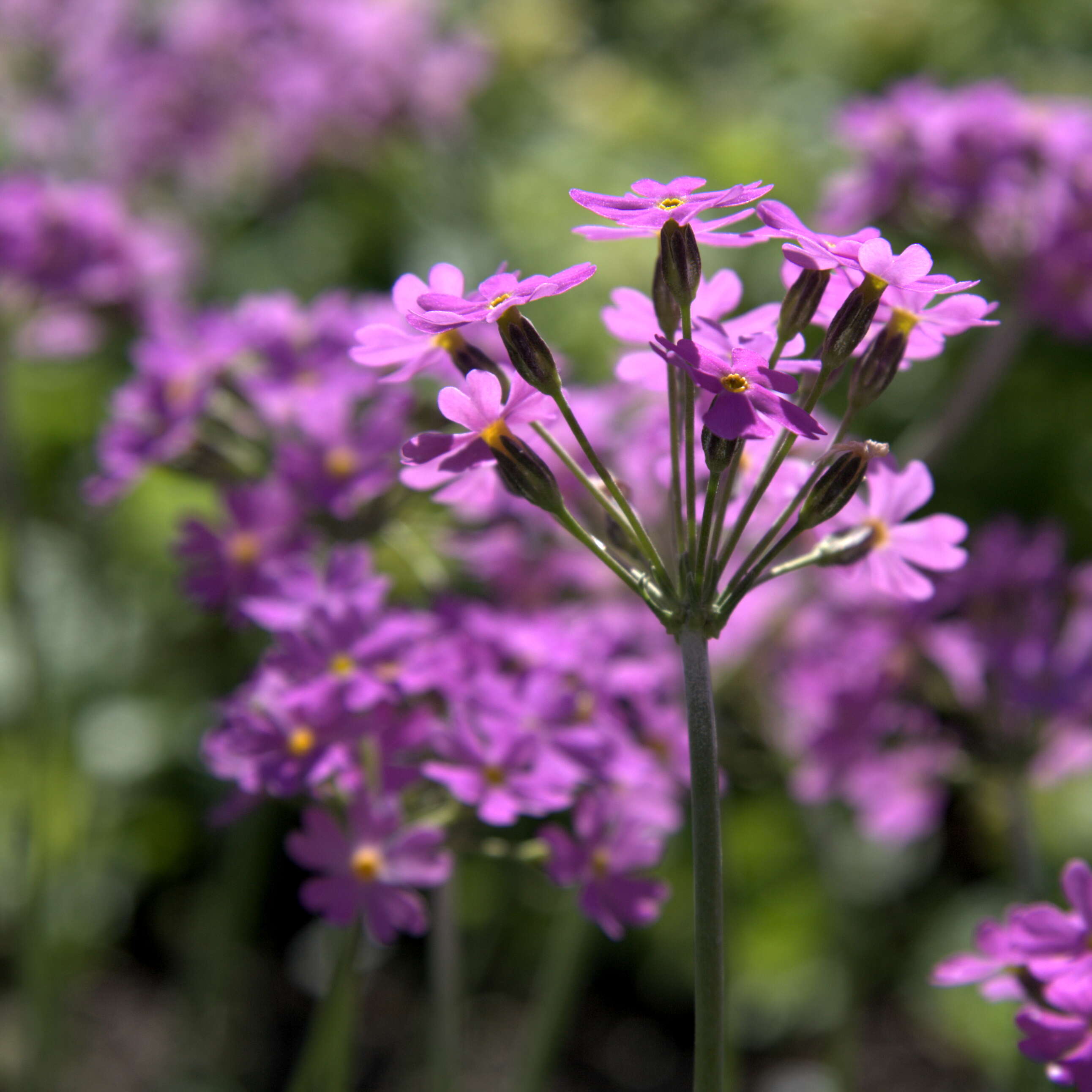 Plancia ëd Primula farinosa L.