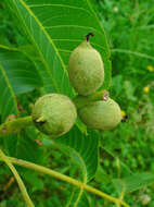 Image of Common walnut