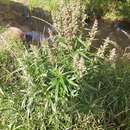 Image de Artemisia vulgaris var. kamtschatica