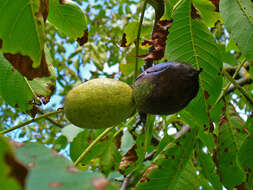 Image of Common walnut