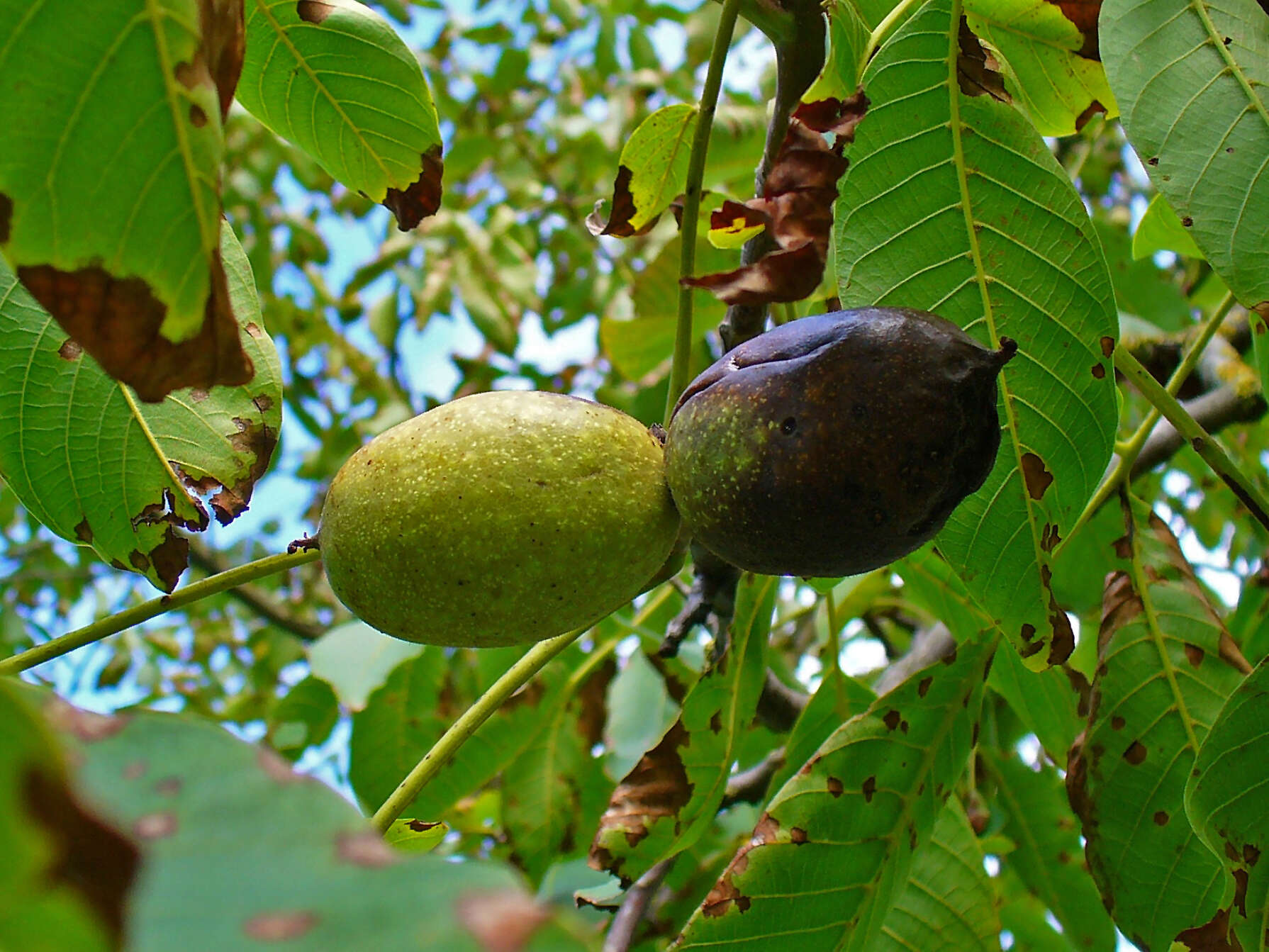 Image of Common walnut