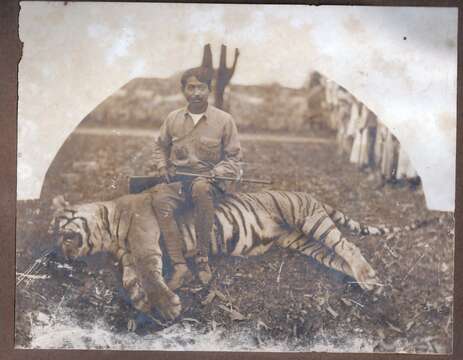 Image of Bengal Tiger