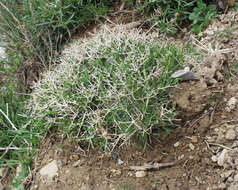 Image of Bupleurum fruticescens subsp. spinosum (Gouan) O. Bolos & Vigo