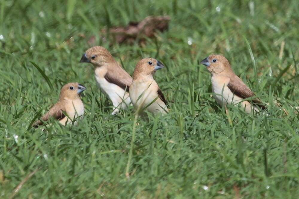 صورة مونيا أفريقي