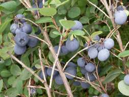 Image of alpine bilberry