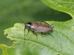 Image of Ectobius (Ectobius) erythronotus Burr 1898