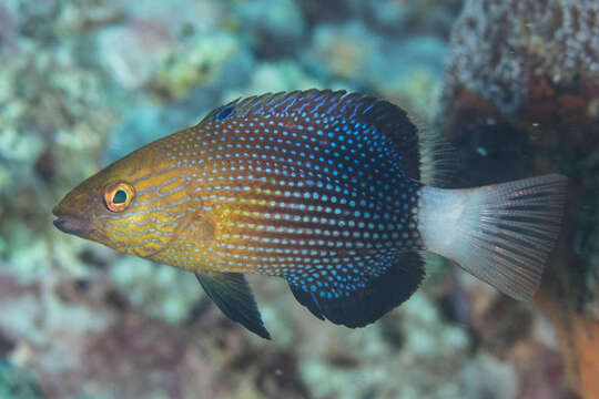 Image of Blackfin hogfish