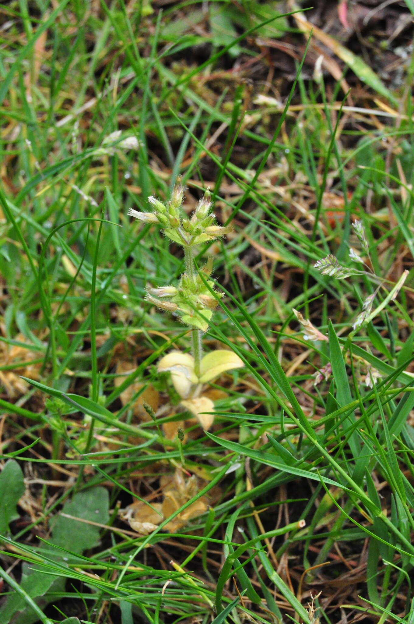 Image of sticky chickweed