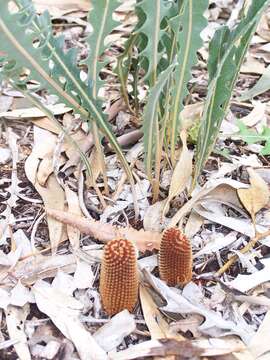 Image of Prostrate Banksia