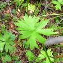 Image of Ranunculus peduncularis Sm.