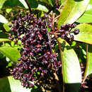 Image of shrub panax