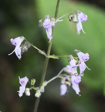 Image of Isodon japonicus var. japonicus