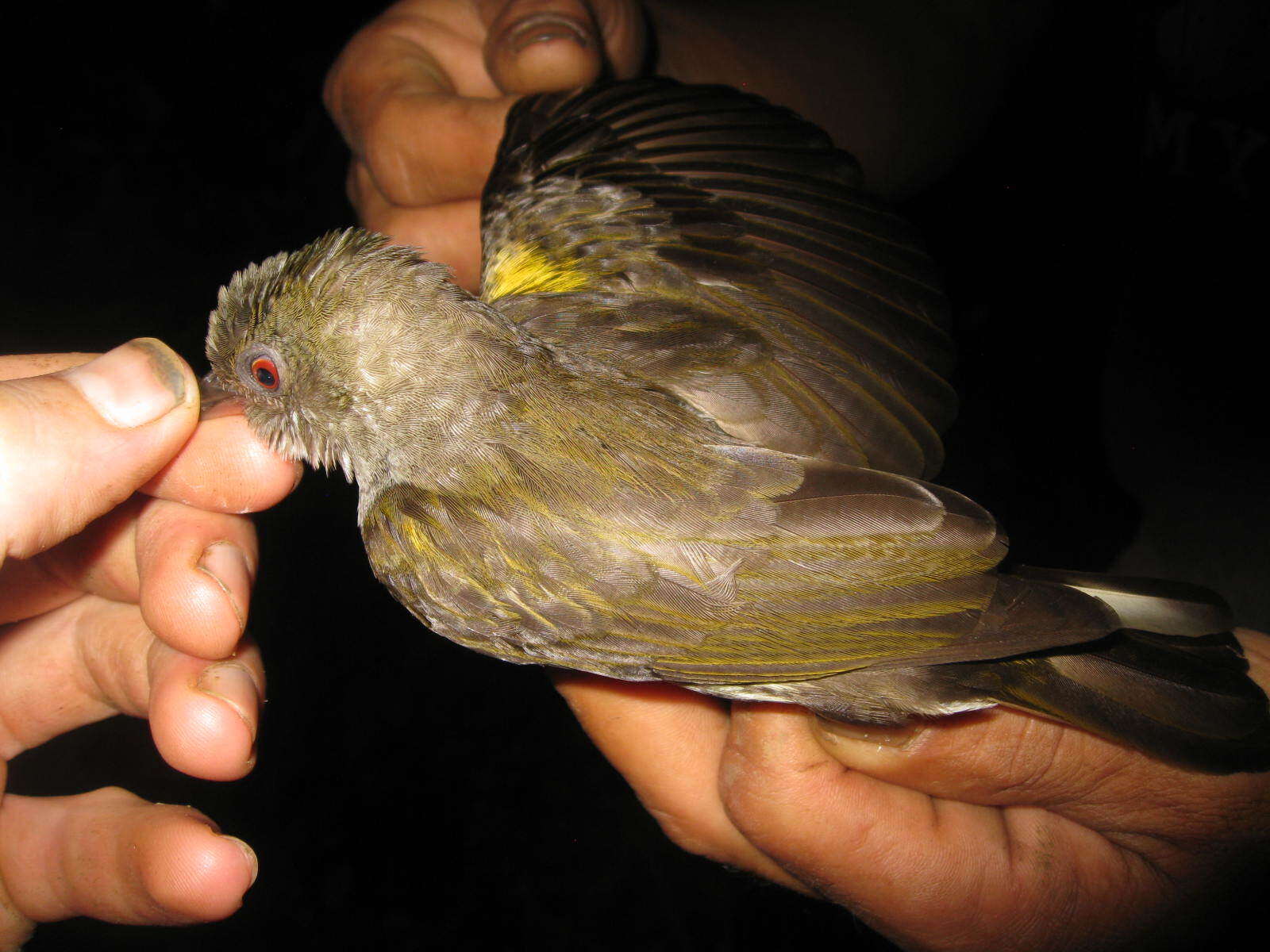 Image of Malay Honeyguide