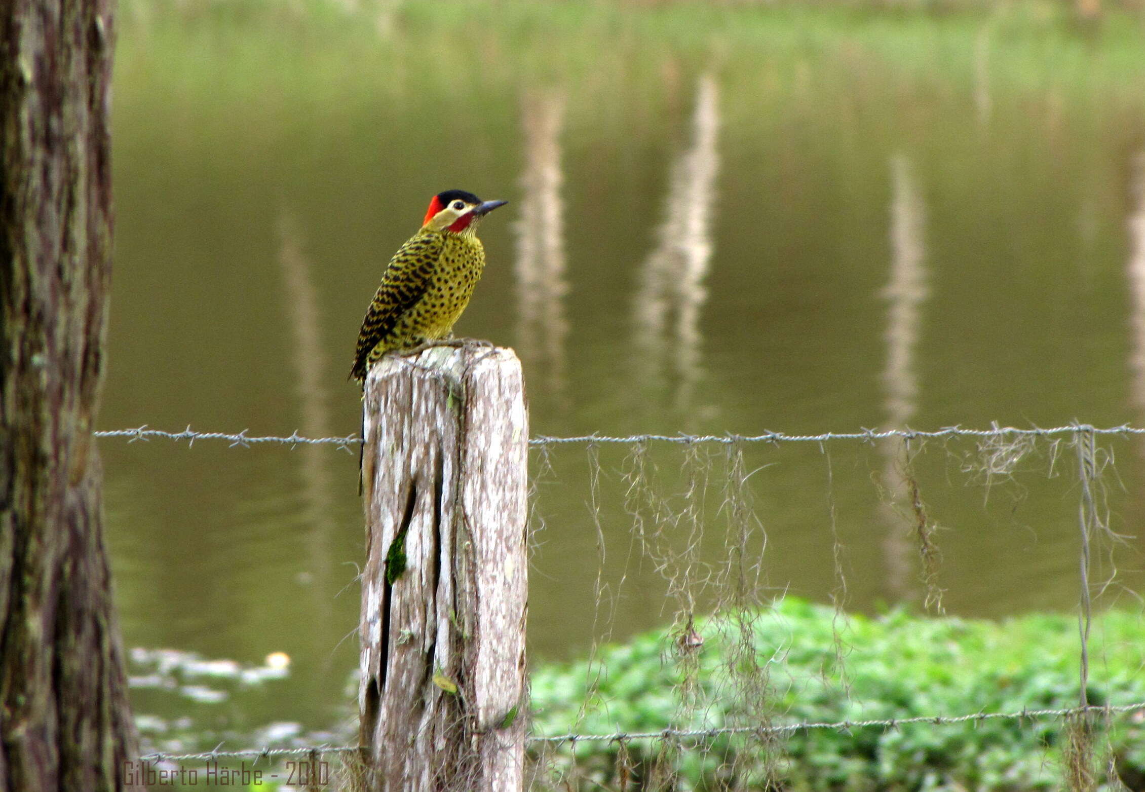 Image of Green-barred Woodpecker