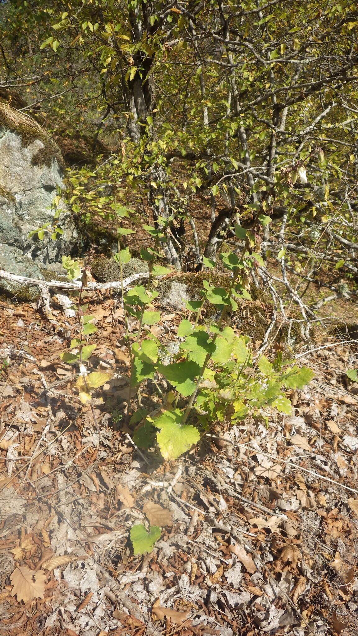 Image of Campanula alliariifolia Willd.