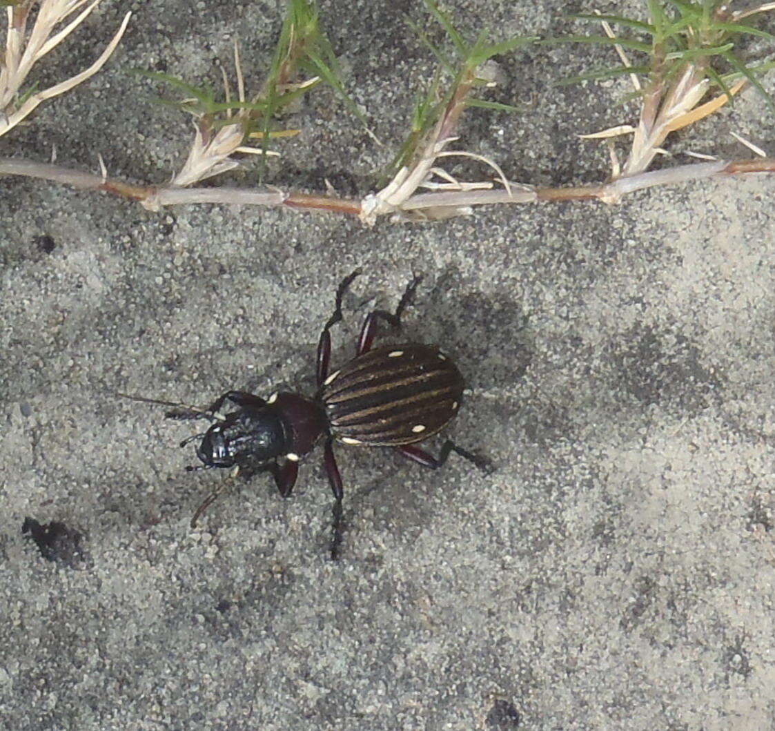 Image of Anthia (Termophilum) decemguttata (Linnaeus 1764)