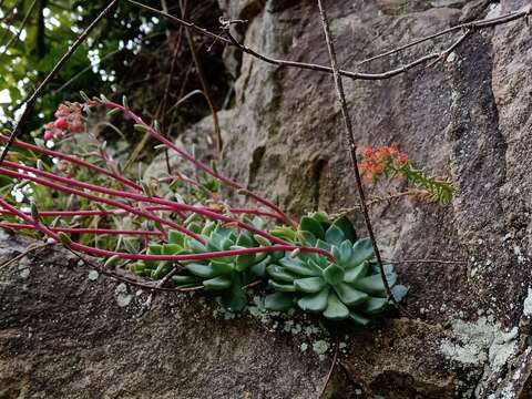 Sivun Echeveria amoena L. de Smet ex E. Morr. kuva