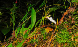 Image of Rhynchostele stellata (Lindl.) Soto Arenas & Salazar