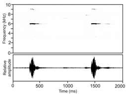 صورة Anodonthyla theoi Vences, Glaw, Köhler & Wollenberg 2010