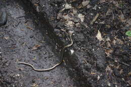 Image of Slow worm