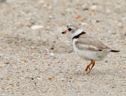 Image of Piping Plover