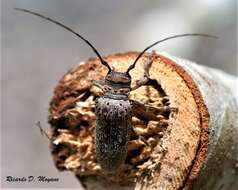 Image of Oncideres captiosa Martins 1981