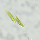 Image of Fusola viridis