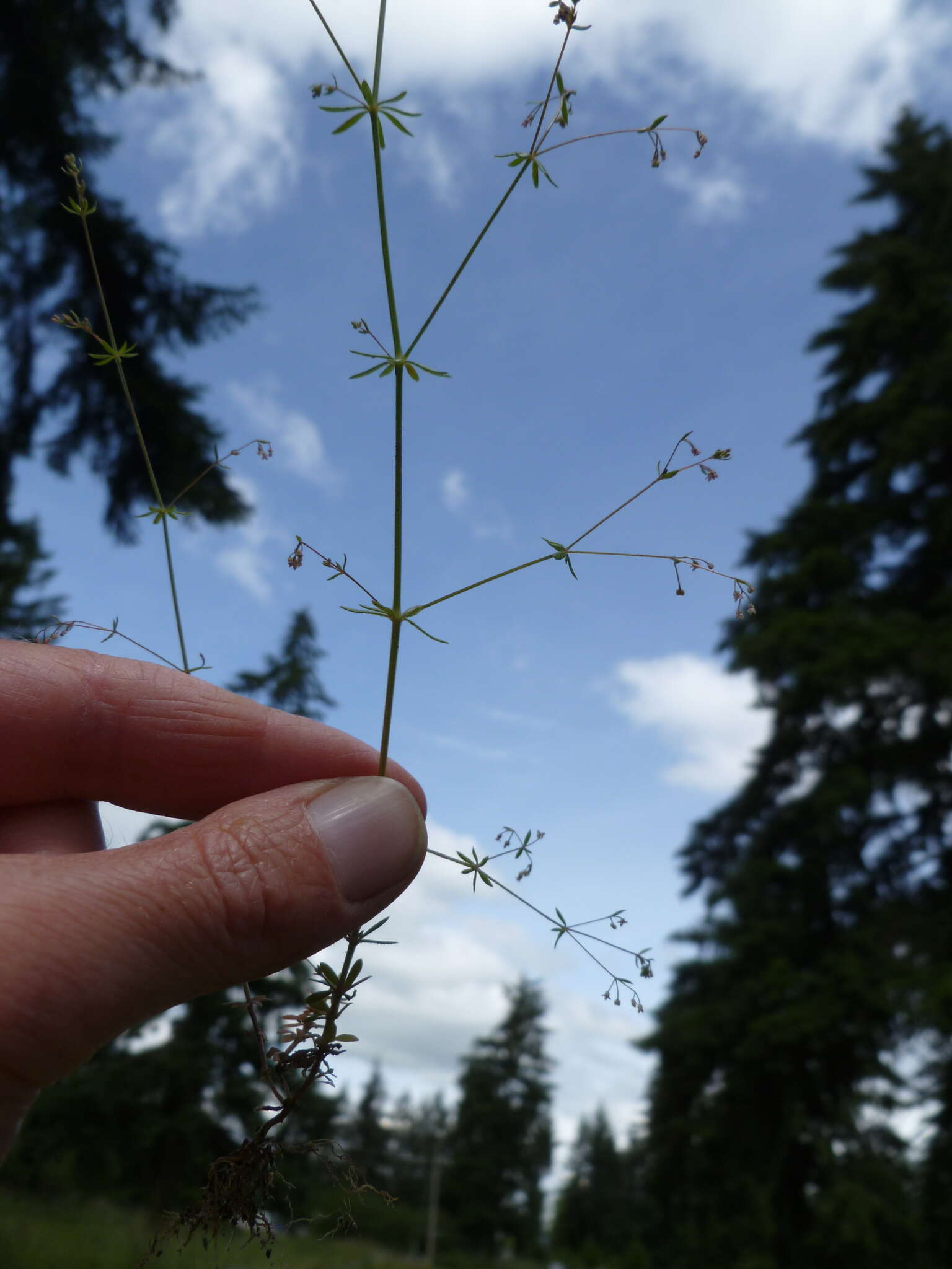 Plancia ëd Galium divaricatum Pourr. ex Lam.