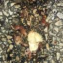 Image of Southern Crawfish Frog